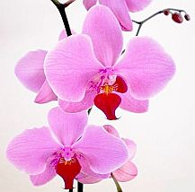 orchids